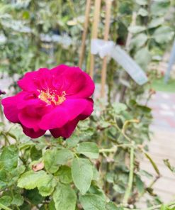 ורד מעוצב על גזע 8 ליטר