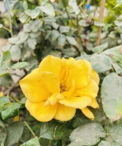 ורד מעוצב על גזע 8 ליטר