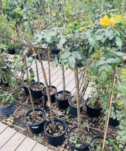 ורד מעוצב על גזע 8 ליטר