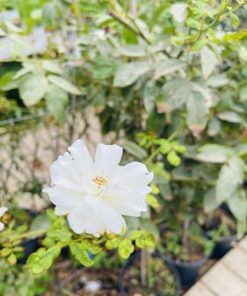 ורד מעוצב על גזע 8 ליטר