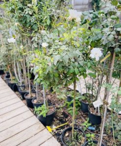 ורד מעוצב על גזע 8 ליטר