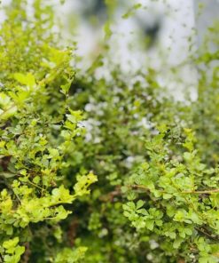 אוג גלאוקה גודל 7