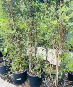 אוג גלאוקה גודל 7