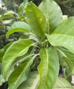 סולנדרה גדולה