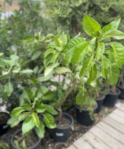 סולנדרה גדולה