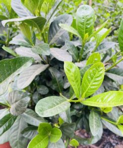 גרדניה גג דלי