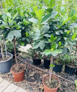 גרדניה גג דלי