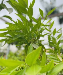 קתרוסית דלי 10 ליטר