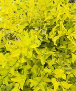 דורנטה 10 ליטר