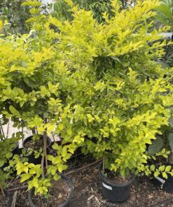 דורנטה 10 ליטר