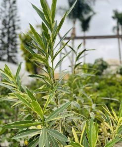 הרדוף הנחלים 'מגוון'