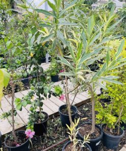 הרדוף הנחלים 'מגוון'