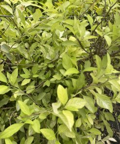 סולנום מעוצב בכלי