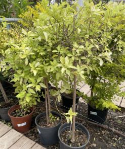 סולנום מעוצב בכלי