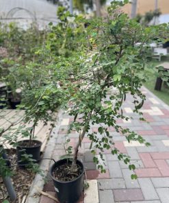 בוהניה בדלי