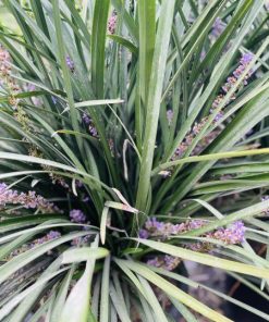 לריופה 25 ליטר