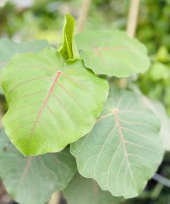 פיקוס אומבליטה