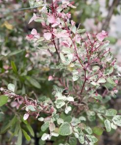 ברהניה 10 ליטר