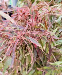 אקליפה מיקס בדלי