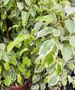 פיקוס גולדן 24 גובה 1.1 מ