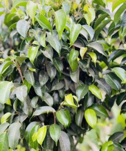 פיקוס צמה ע.24