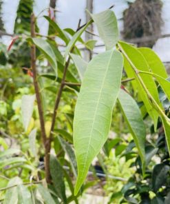 פיקוס תאילנדי