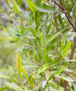 דודונאה דנה 25 ליטר