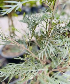 גרבילאה בדלי