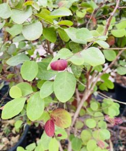 ברניה ננסית דלי