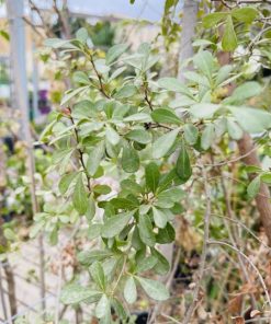 אוג חרוק 25 ליטר