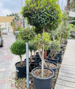 סיזיגיום כדורי