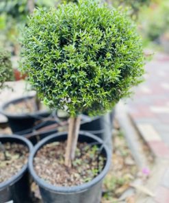 הדס כדורי 20 ליטר