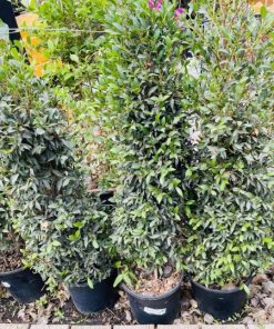 סיזיגיום פרמידה