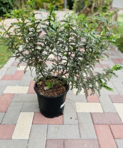 פלפלון סיני