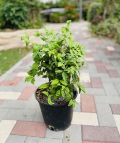 ננדינה קומפקטוס