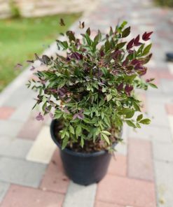 ננדינה כדור אש