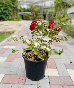 לגוסטרמיה הודית בכלי