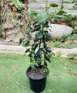 גת תימני מודלה 10 ליטר