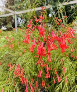 רוסליה 7 ליטר