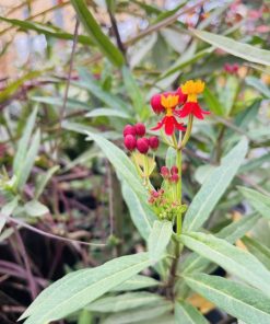 גנציינאים (יפני אדום)