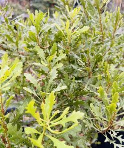 מיריקה 10 ליטר