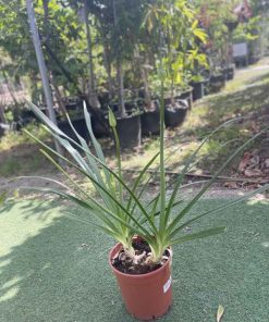 אגפנטוס 4 ליטר