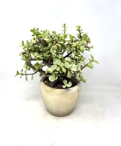 Alternative view of בונסאי צמח האושר