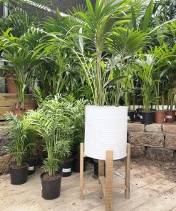 עציץ מתכת על מעמד אקזוטי לבן