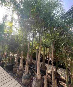 דקל קוקוס 25 ליטר