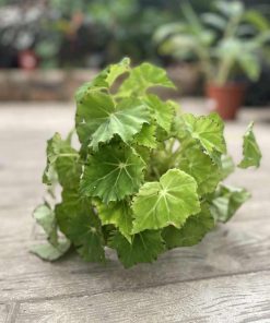 בגוניה lima love