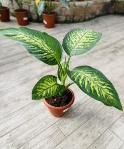 דיפנבכיה טרופיק ע.22