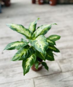 דיפנבכיה קמילה ע.15