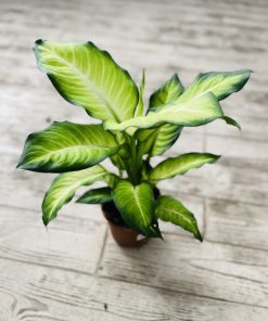 דיפנבכיה ע.15