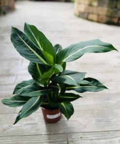 דיפנבכיה ירוק פס צהוב ע.15